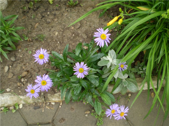 aster